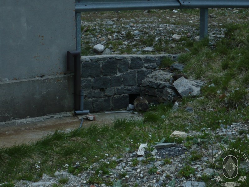 2009 SPLUGA